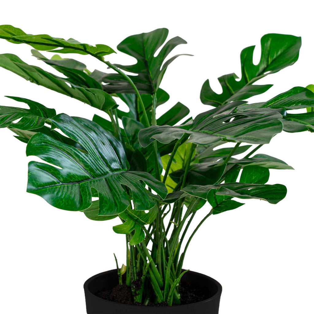 Monstera
