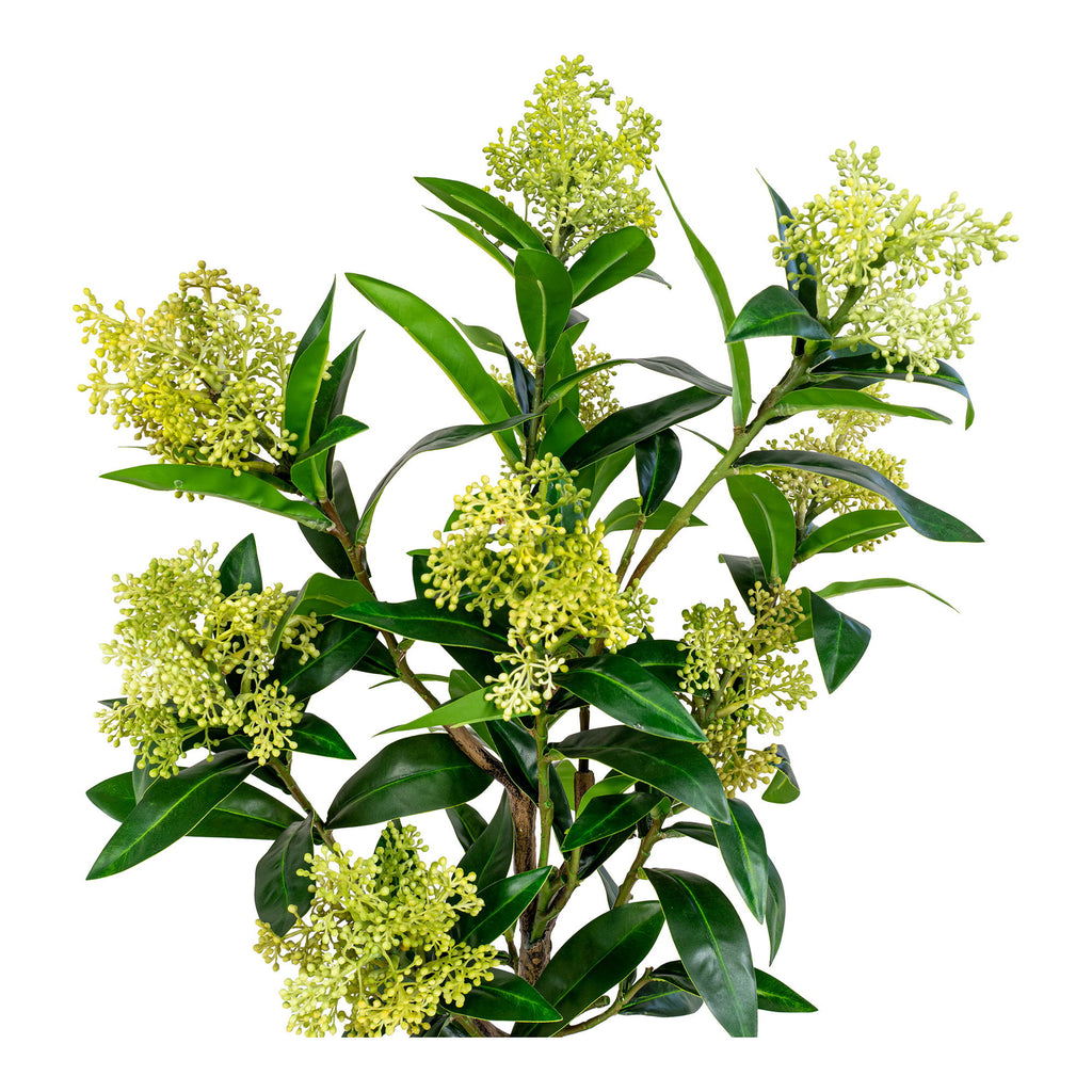 Skimmia Træ