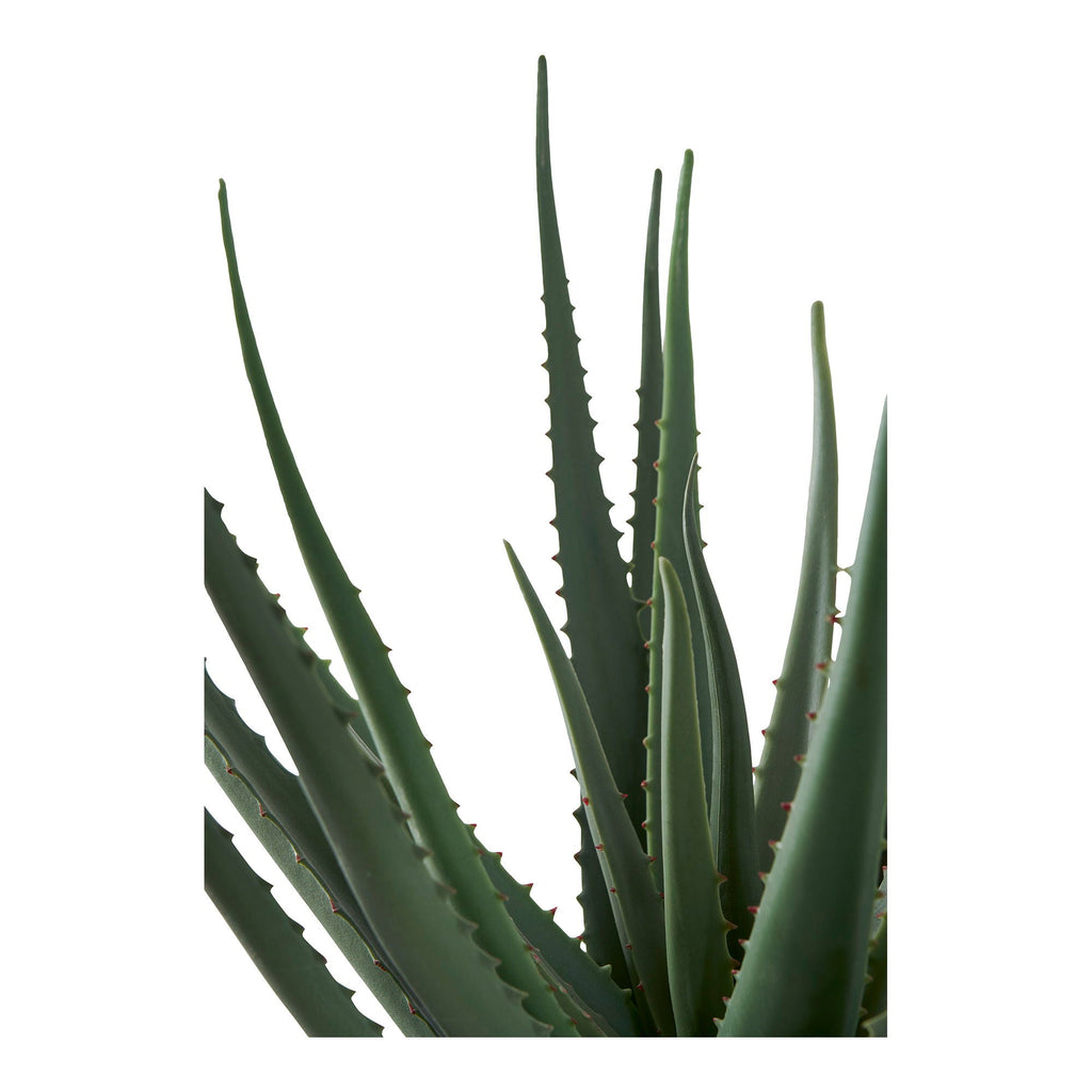Aloe Vera - Casaneu