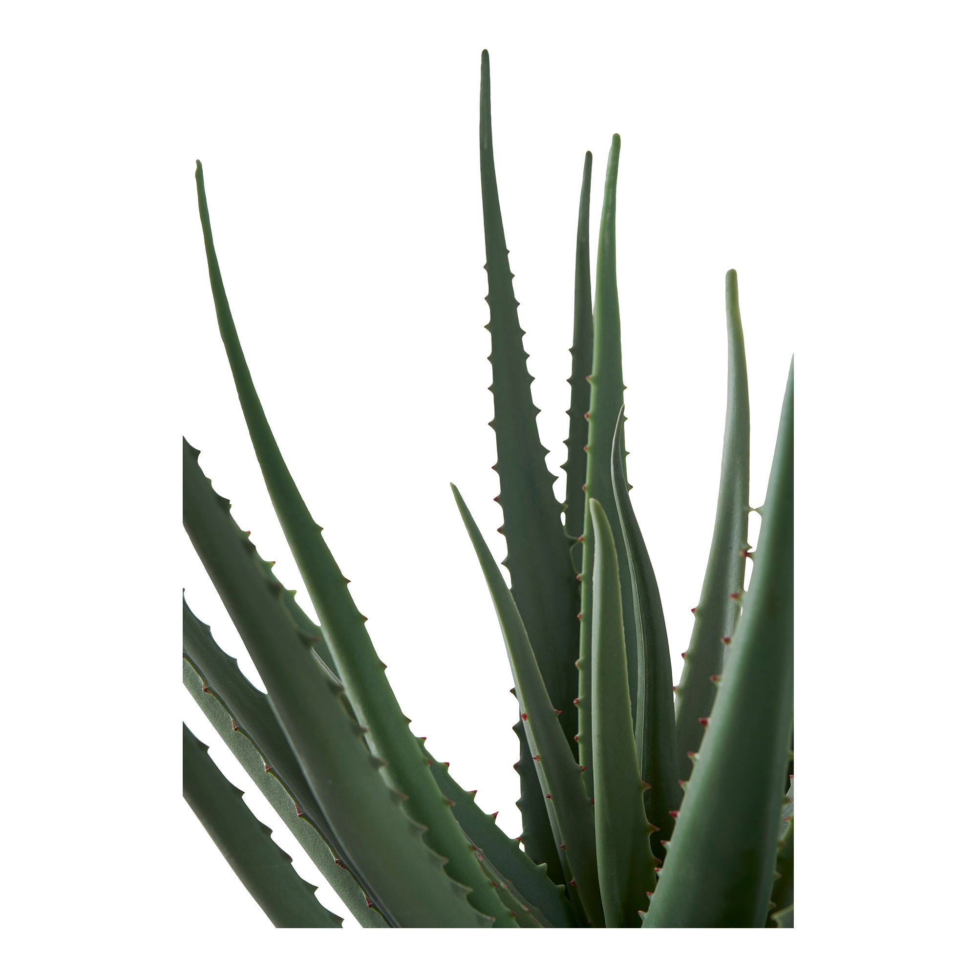 Aloe Vera - Casaneu