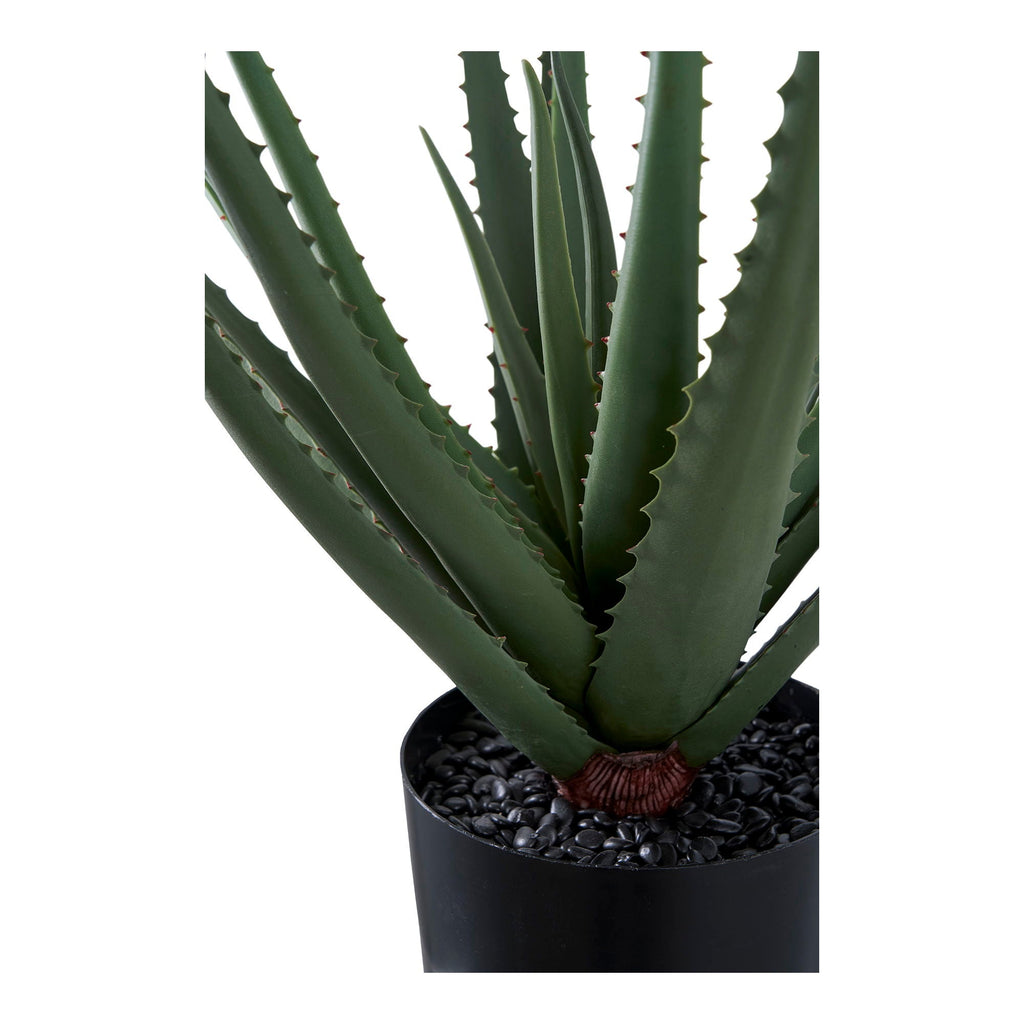Aloe Vera - Casaneu
