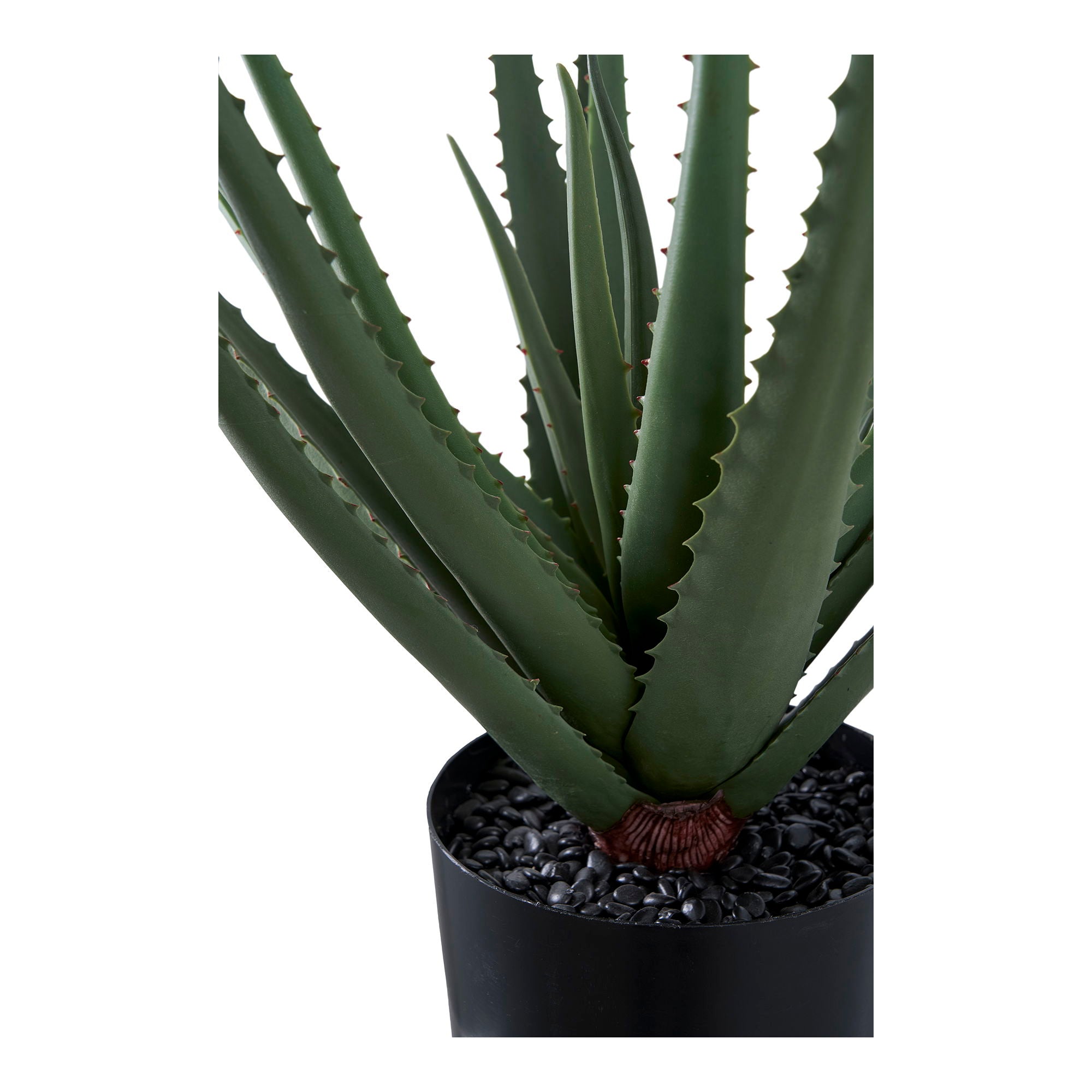 Aloe Vera - Casaneu