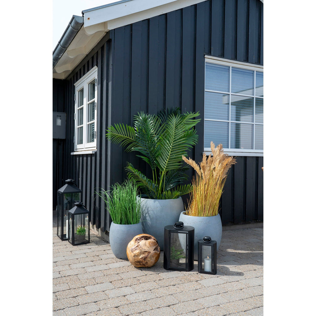 Areca Palme - Casaneu