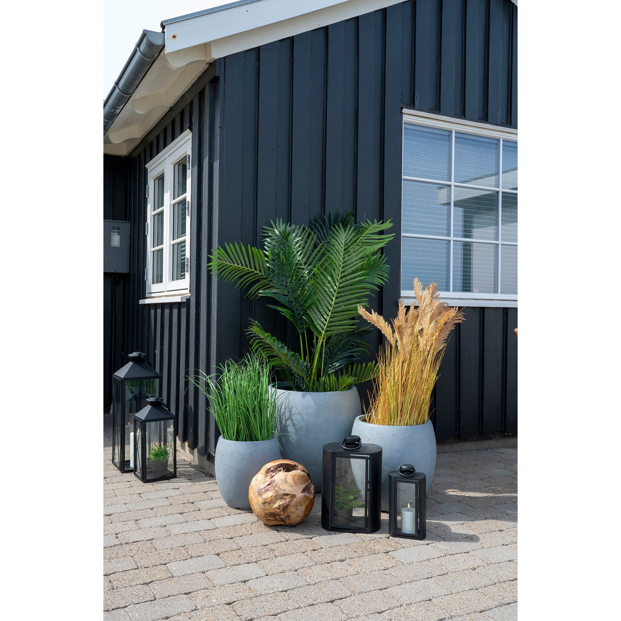 Areca Palme - Casaneu