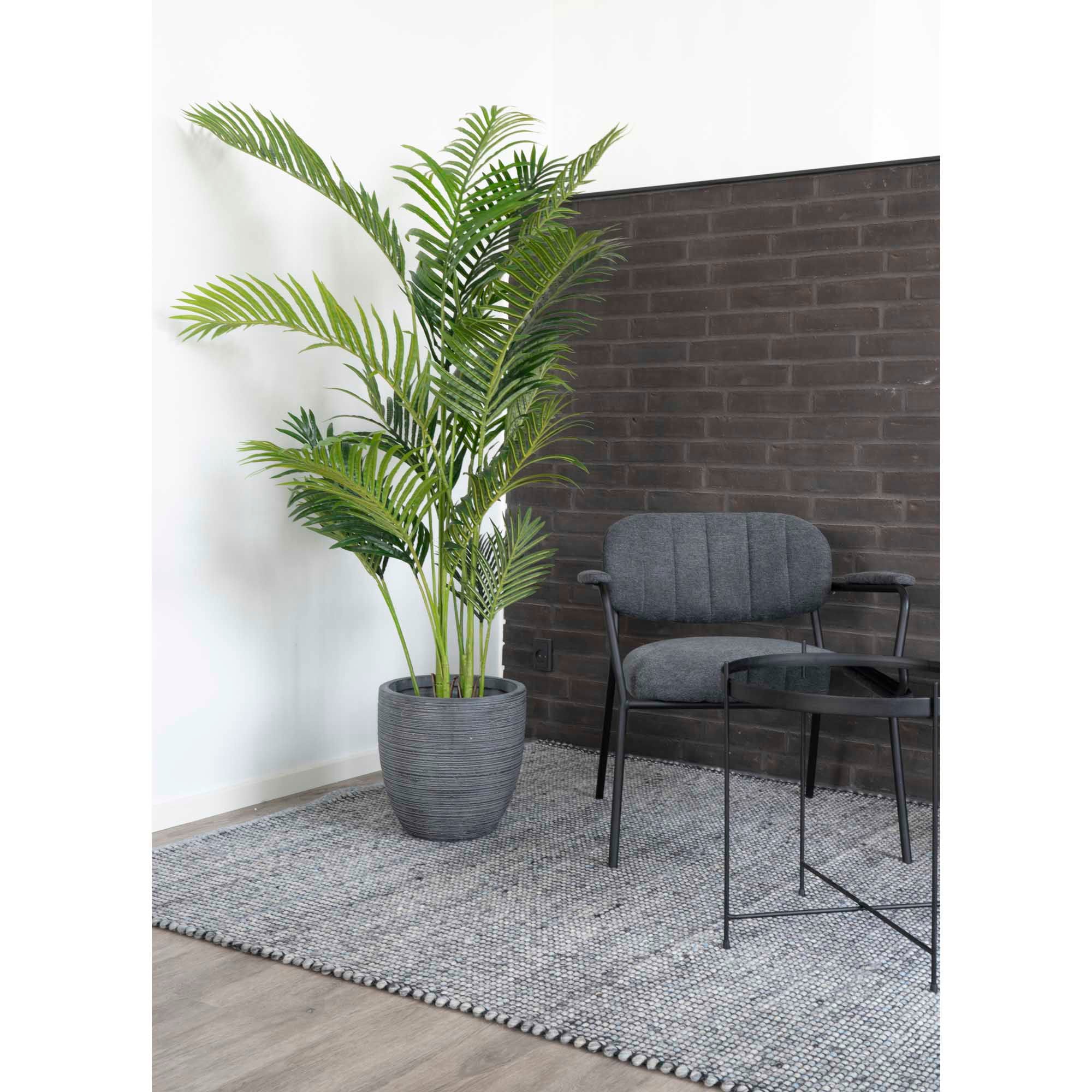 Areca Palme - Casaneu