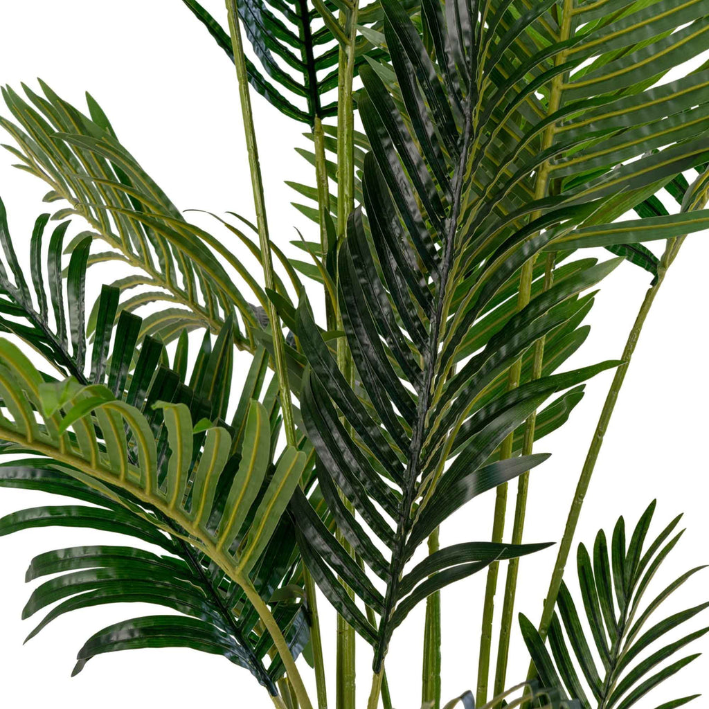 Areca Palme - Casaneu
