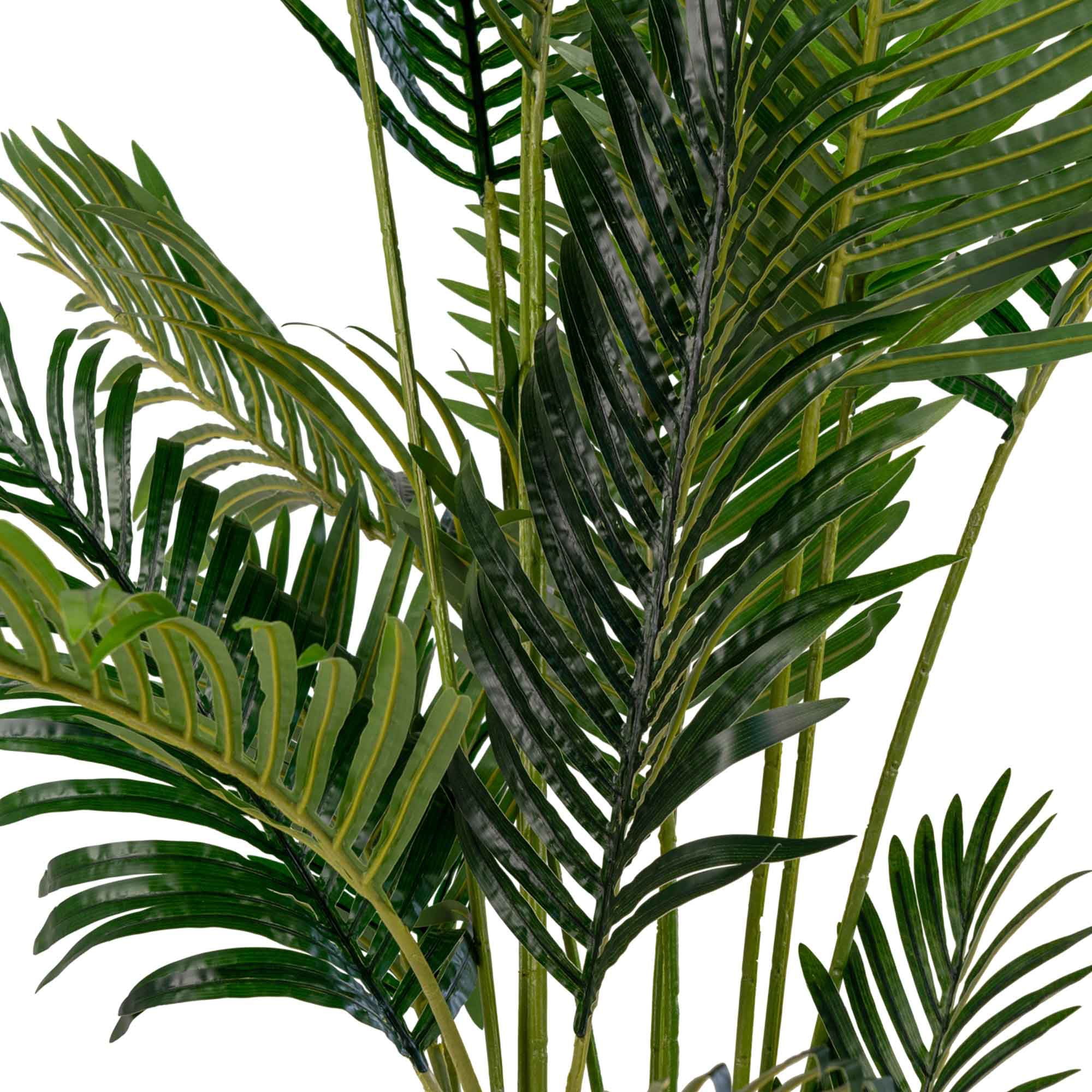 Areca Palme - Casaneu