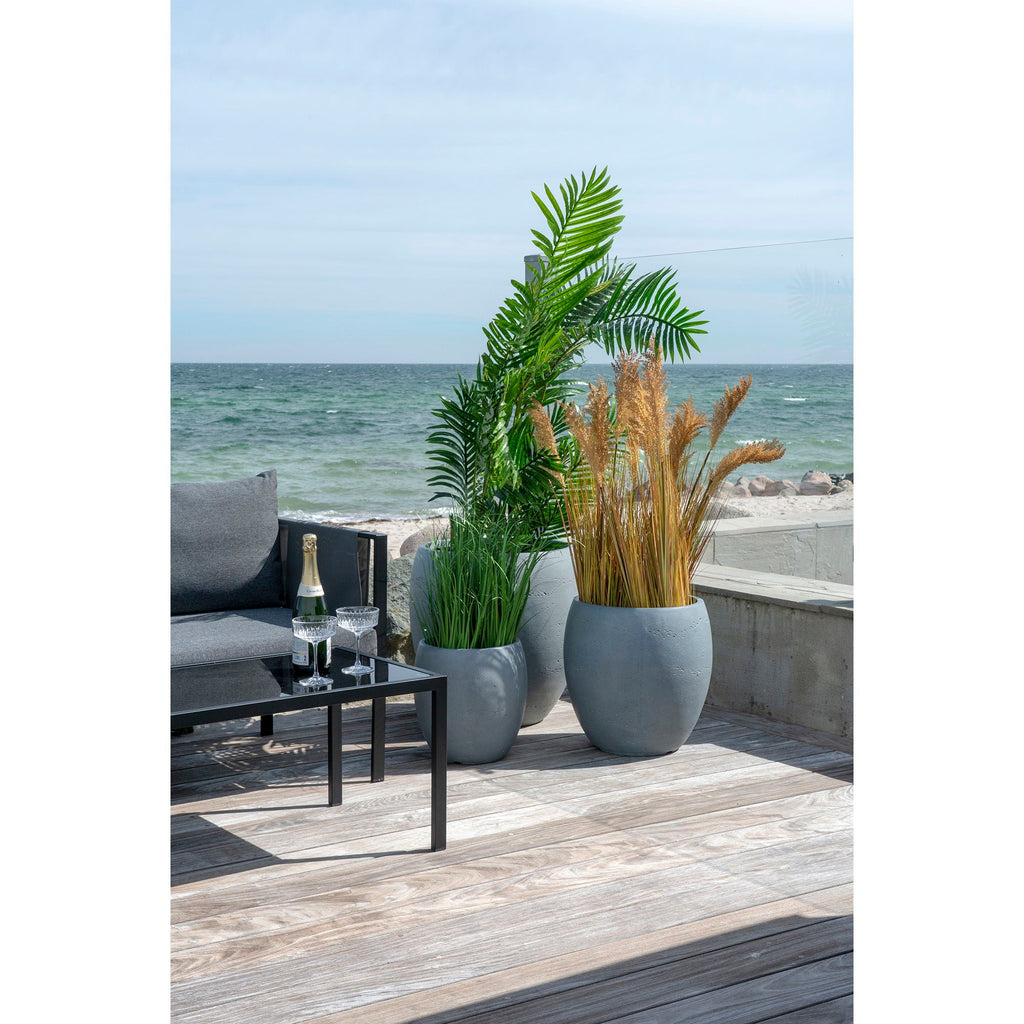 Areca Palme - Casaneu