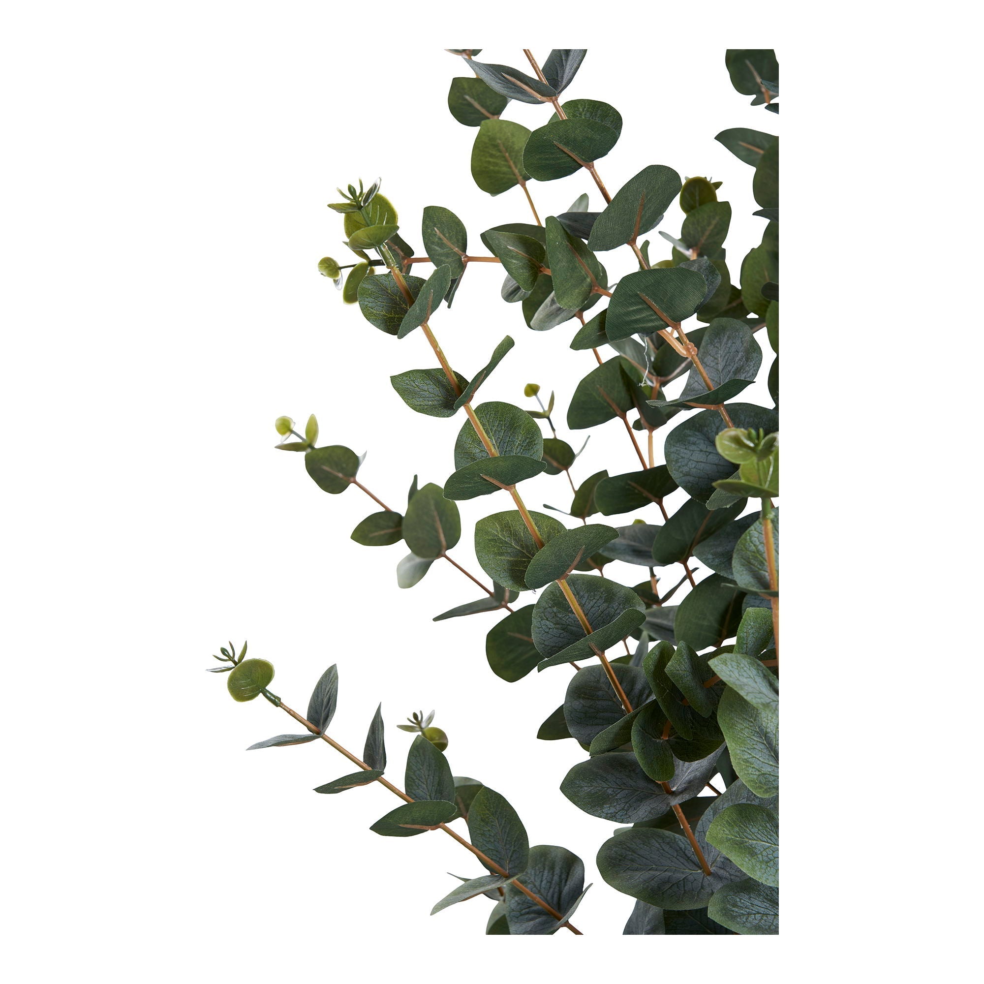 Eukalyptus Træ - Casaneu
