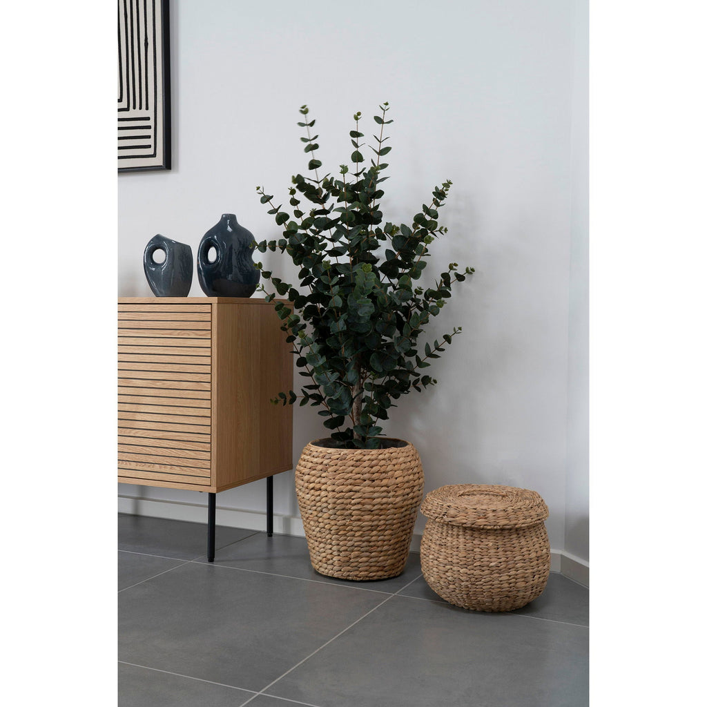 Eukalyptus Træ - Casaneu