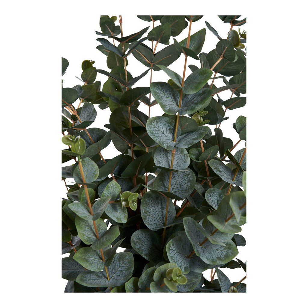 Eukalyptus Træ - Casaneu