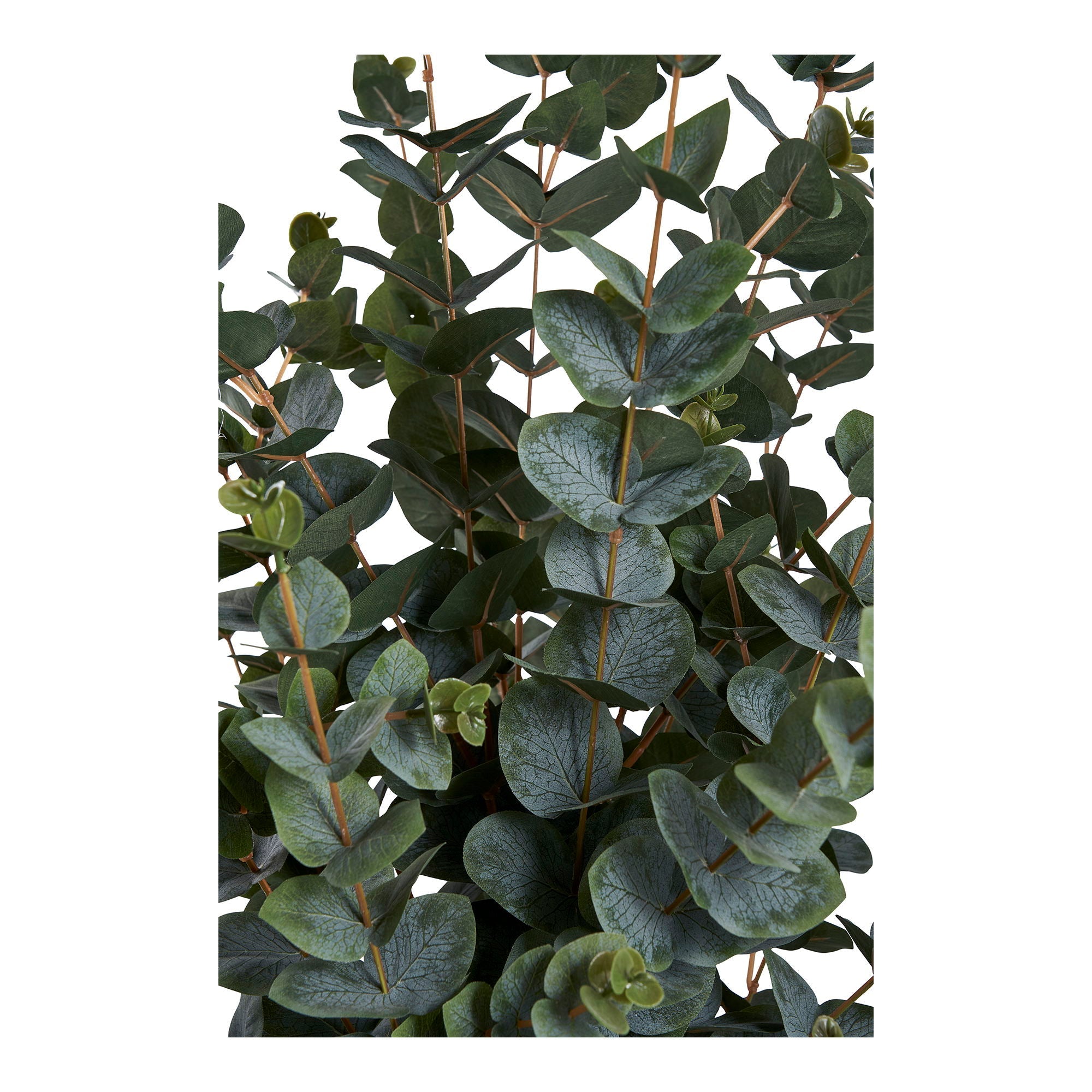 Eukalyptus Træ - Casaneu