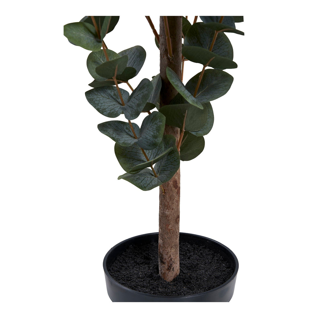 Eukalyptus Træ - Casaneu