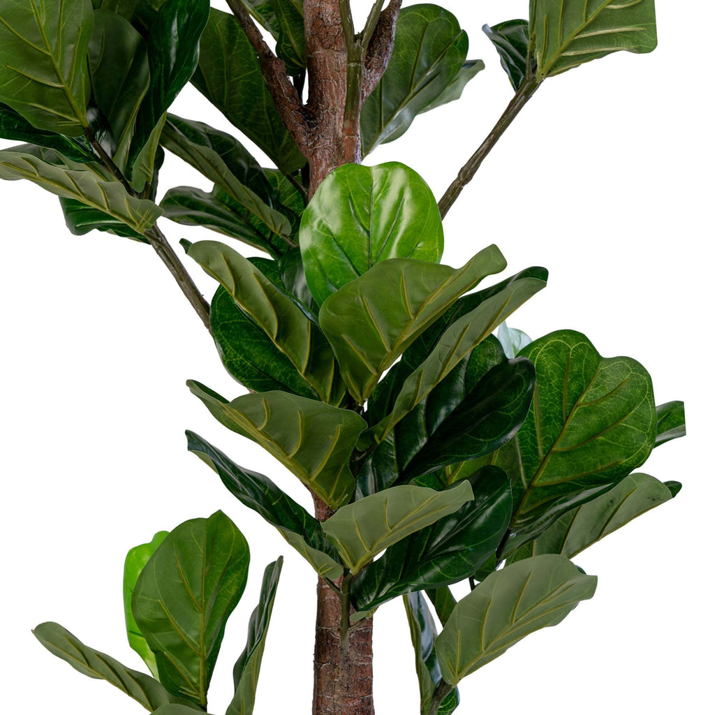 Fiddle Leaf Tree - Casaneu