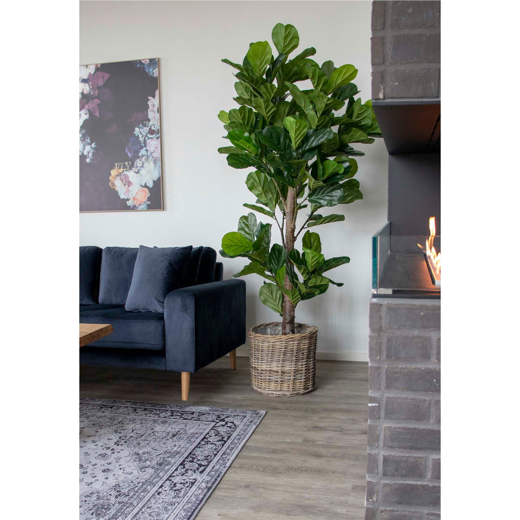 Fiddle Leaf Tree - Casaneu