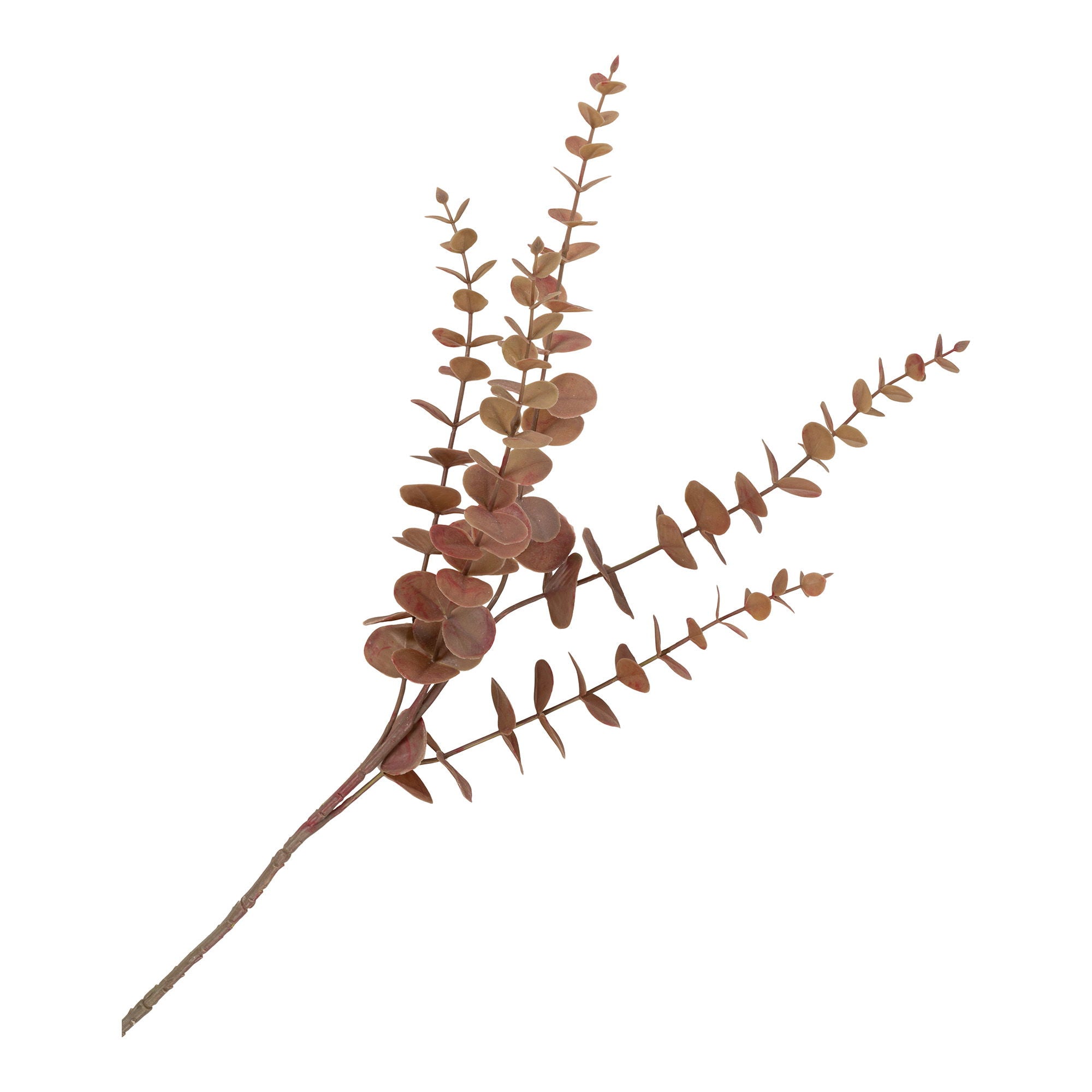 King Protea Bouquet - Casaneu