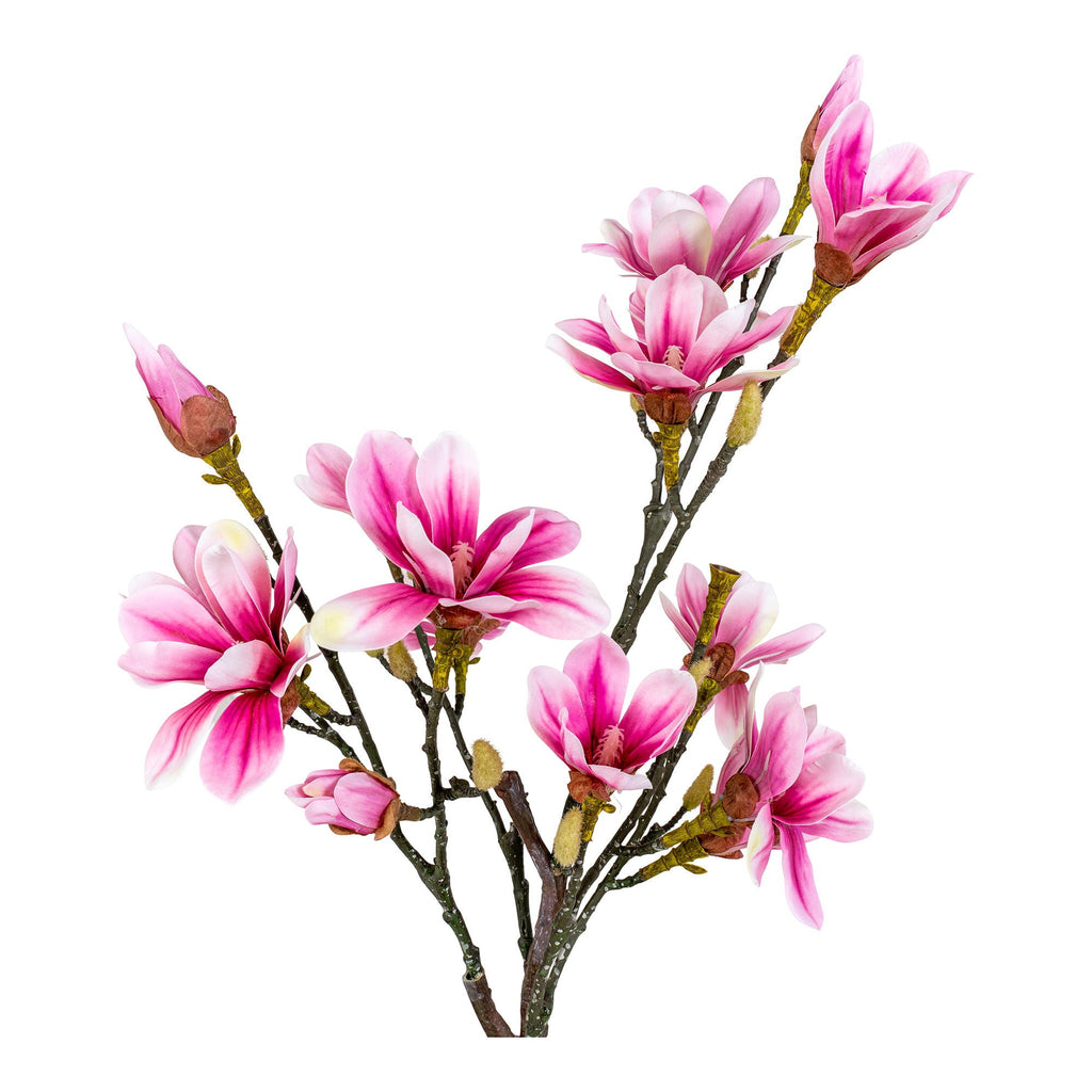 Magnoliatræ - Casaneu
