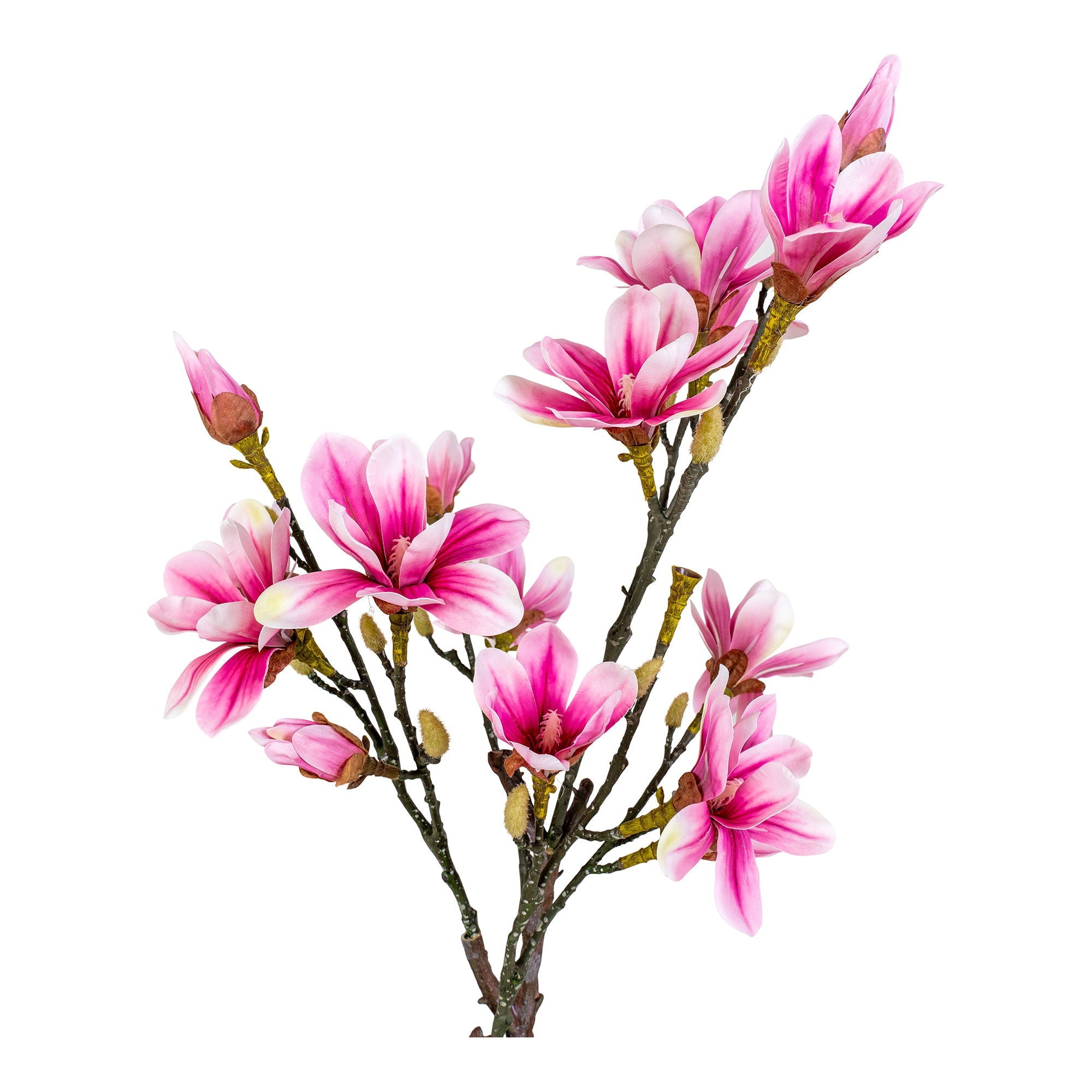 Magnoliatræ - Casaneu
