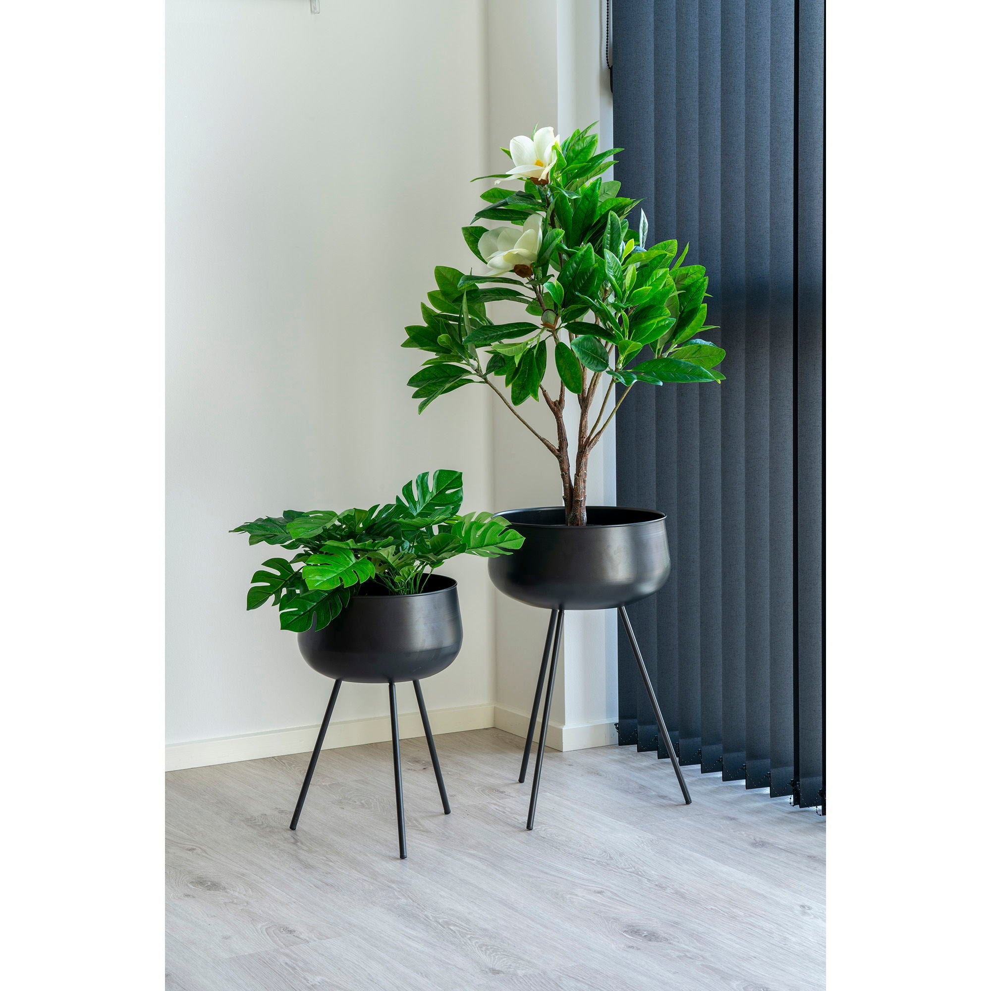 Monstera - Casaneu