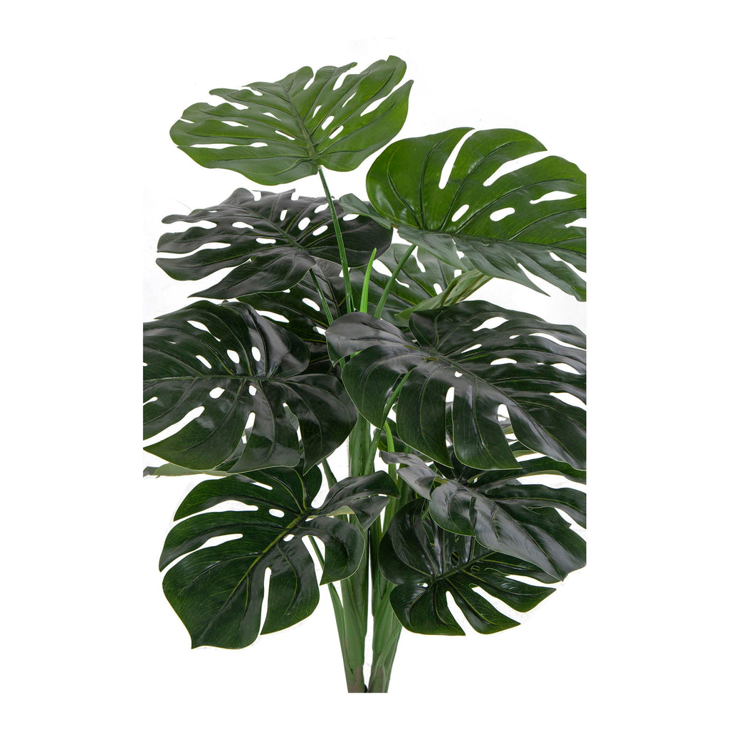 Monstera - Casaneu