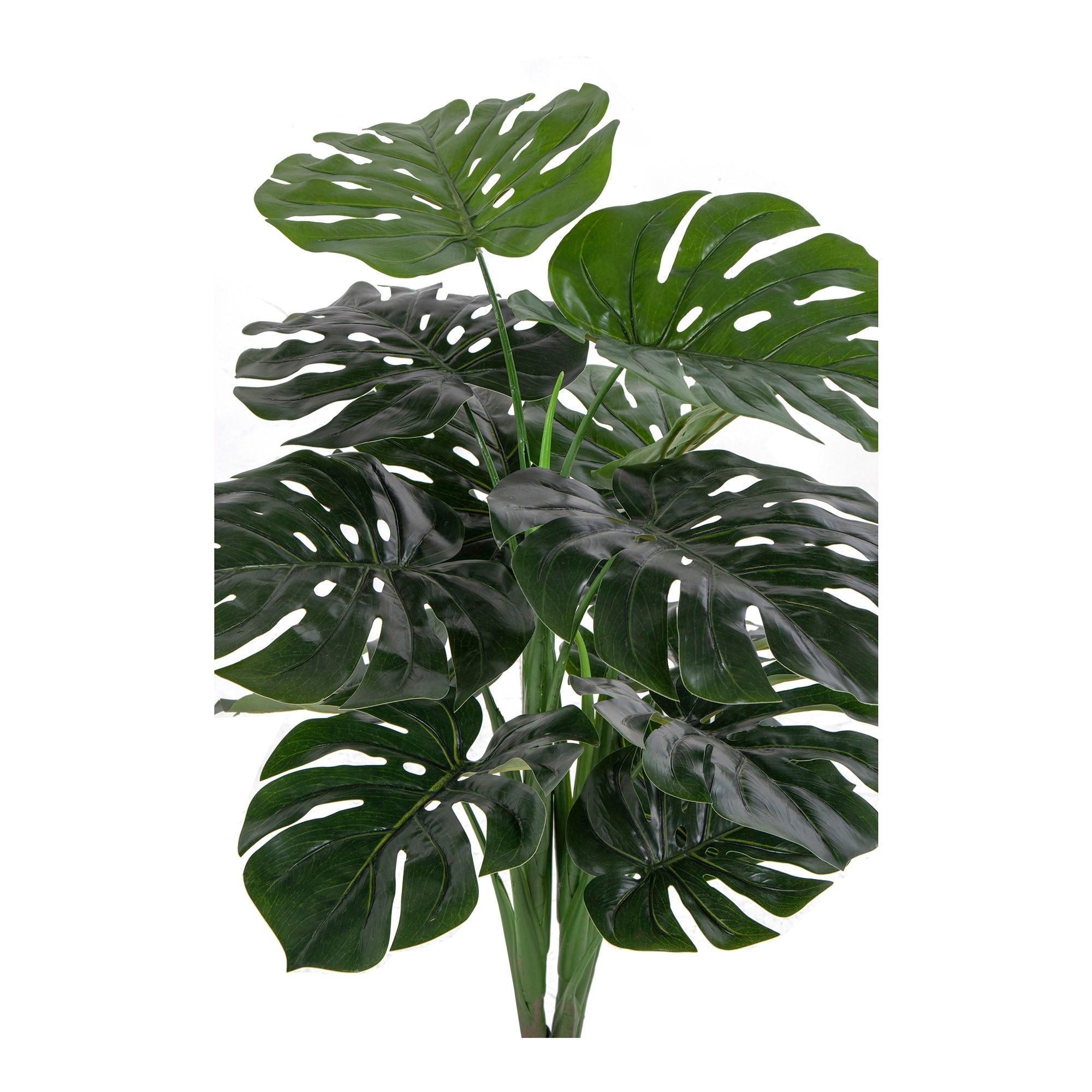 Monstera - Casaneu