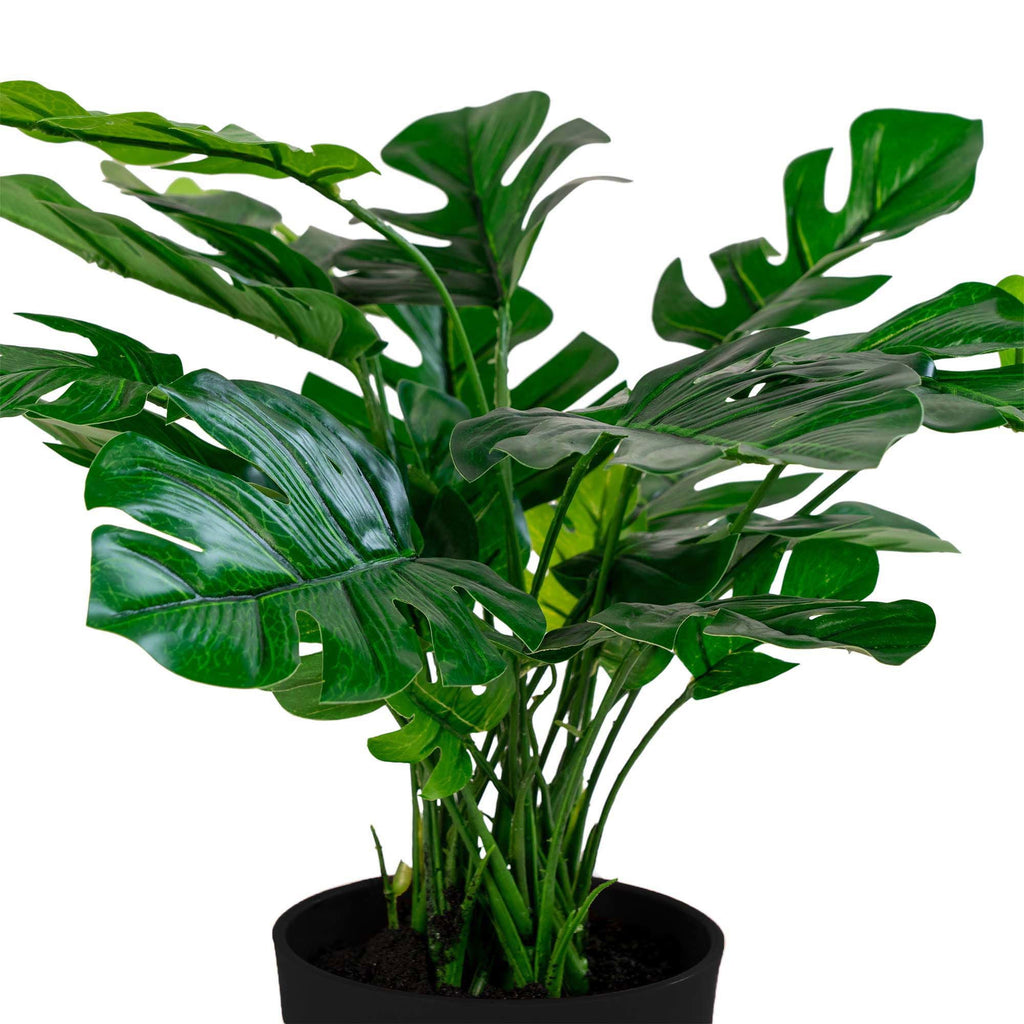 Monstera - Casaneu