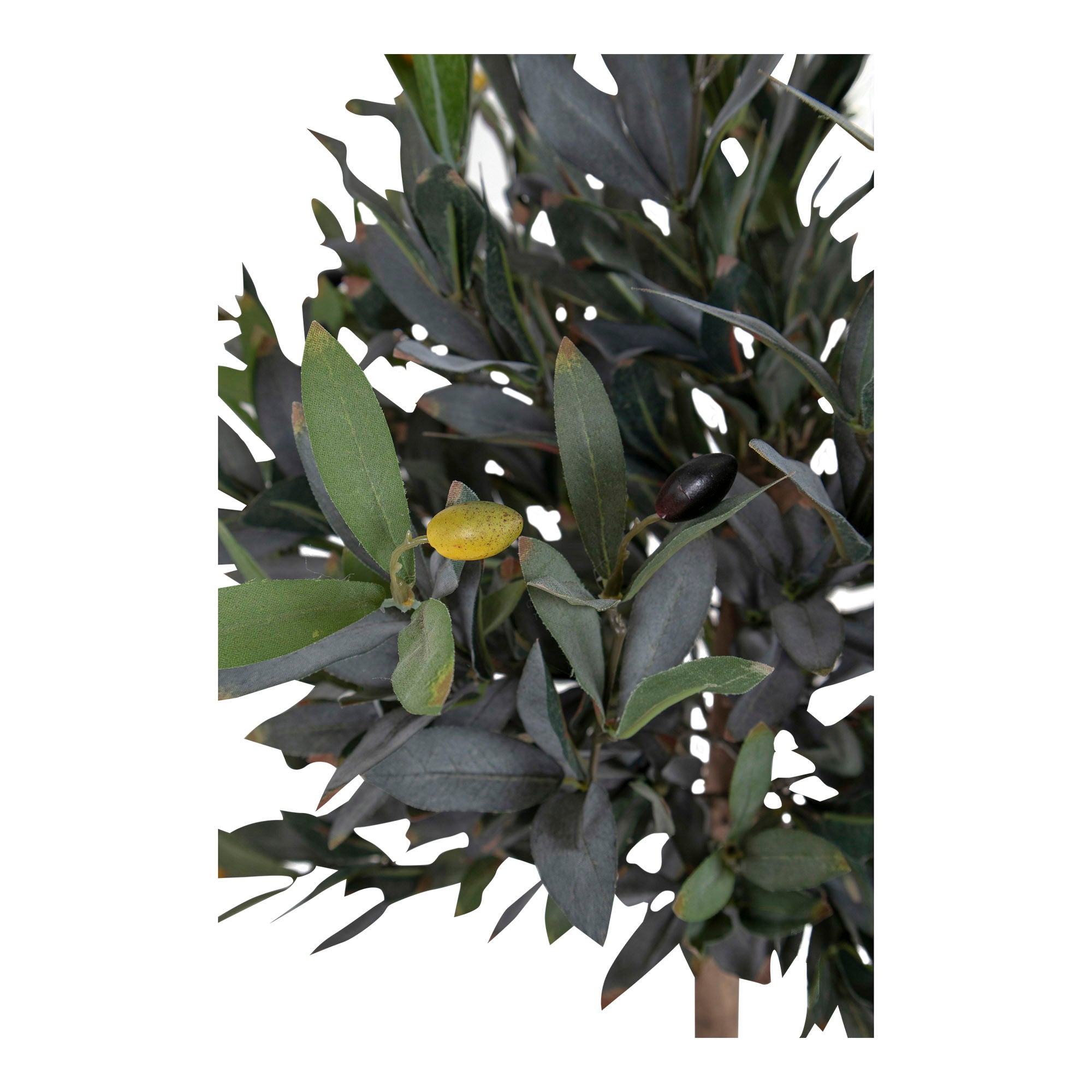 Olive Tree - Casaneu