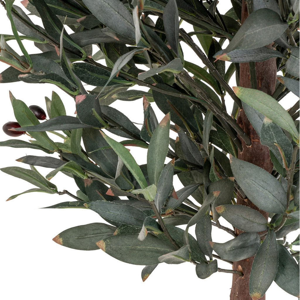 Olive Tree - Casaneu