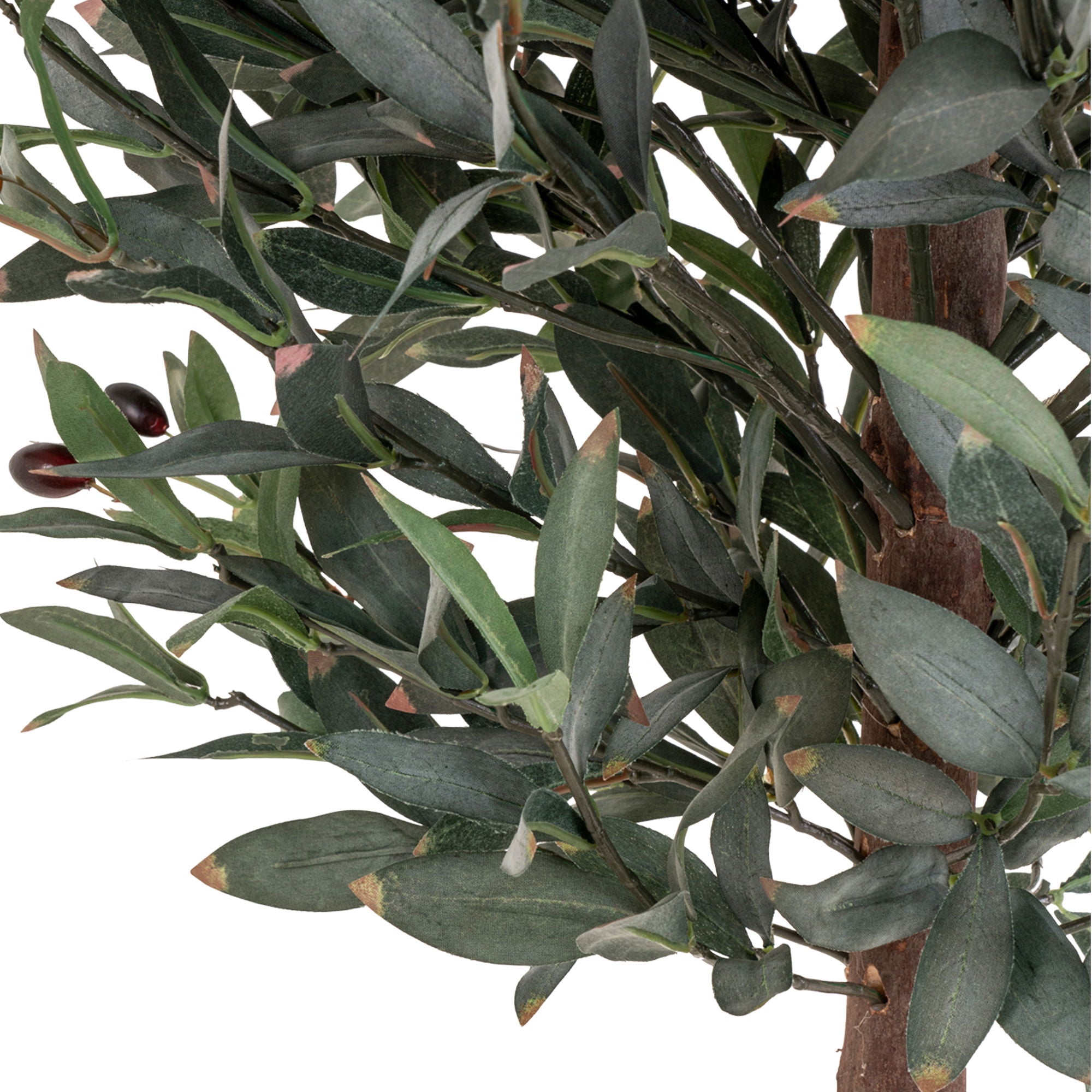 Olive Tree - Casaneu