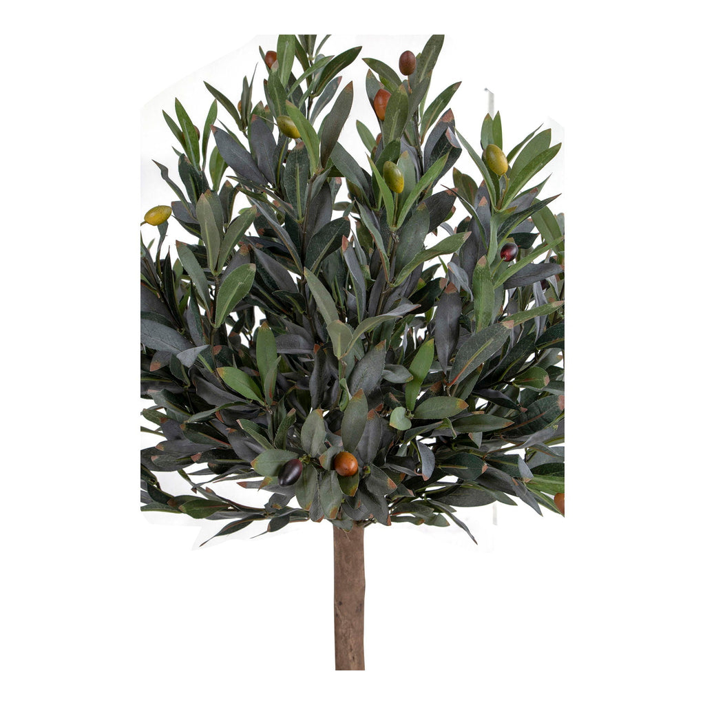 Olive Tree - Casaneu