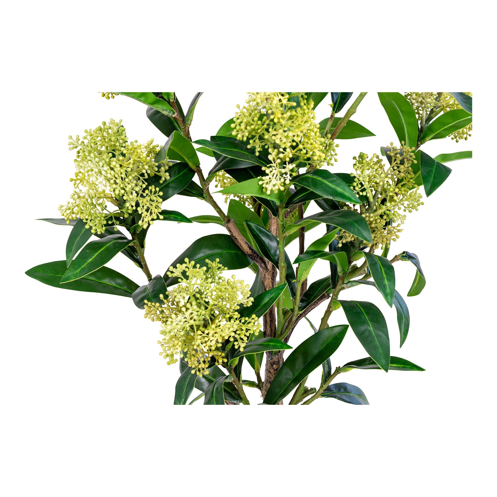 Skimmia Træ - Casaneu