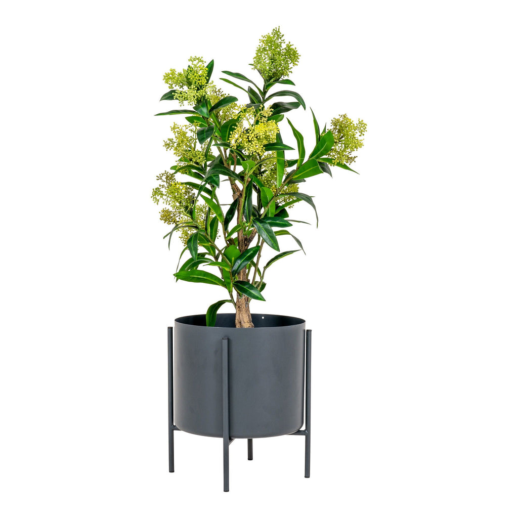 Skimmia Træ - Casaneu