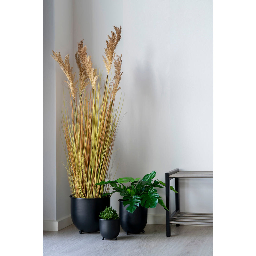 Sorghum Grass - Casaneu