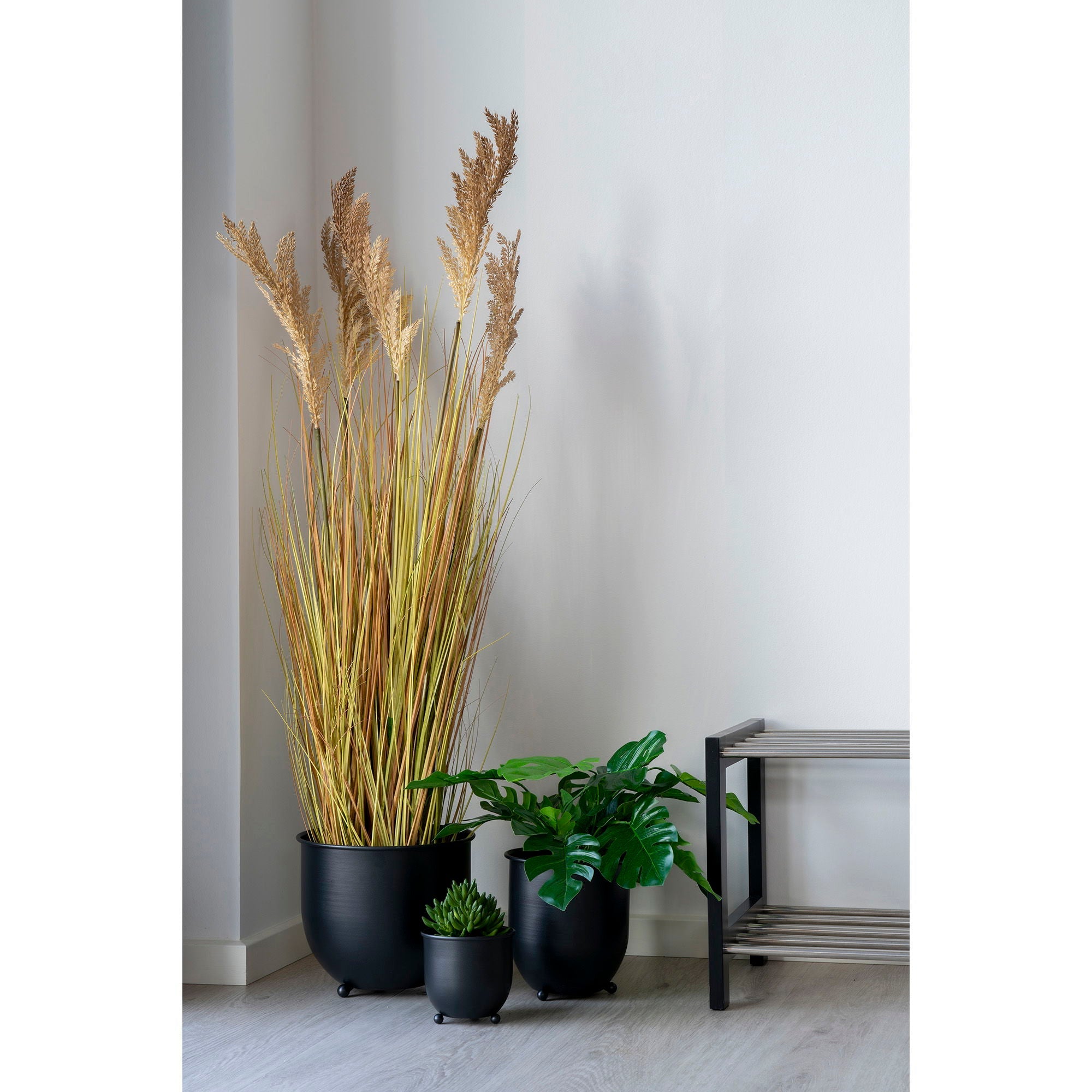 Sorghum Grass - Casaneu